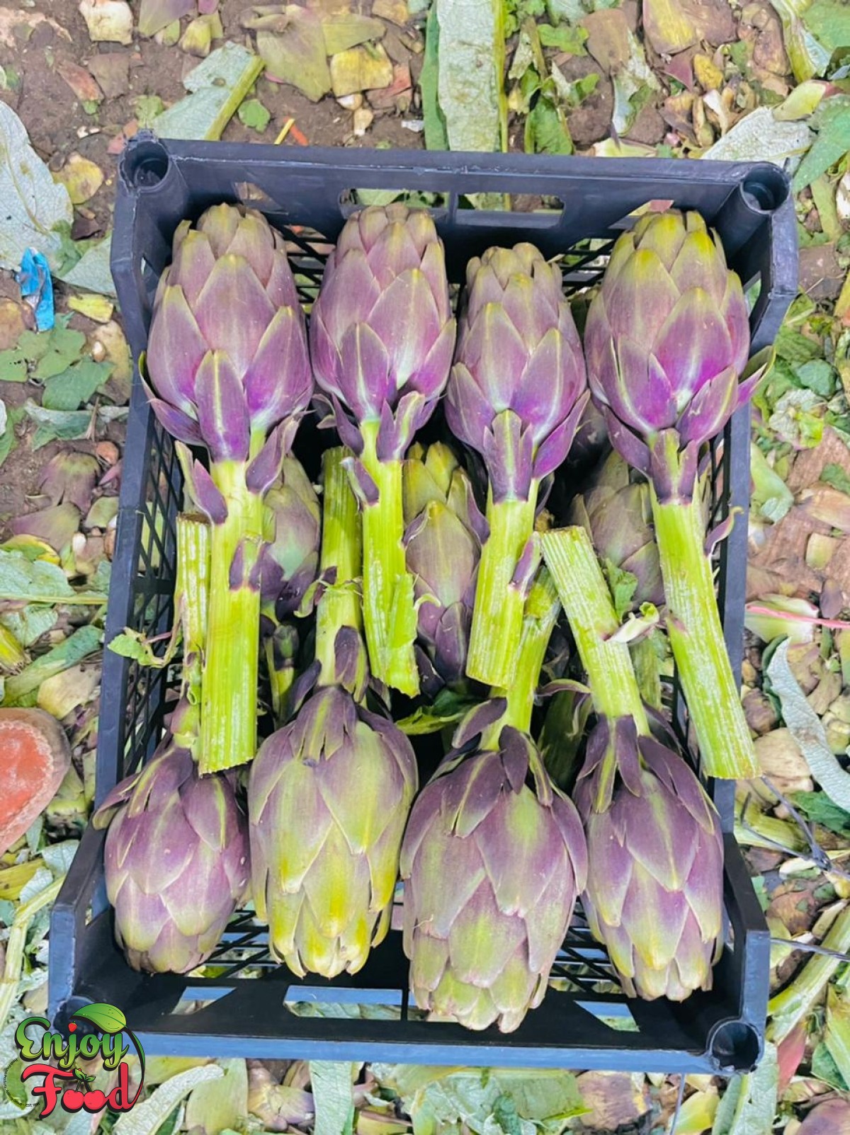Fresh Artichoke