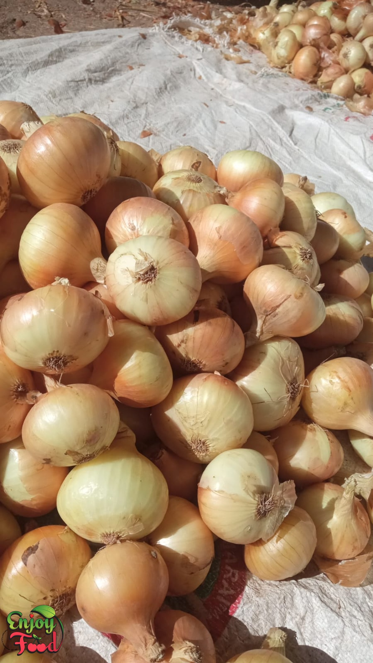 Fresh onions 