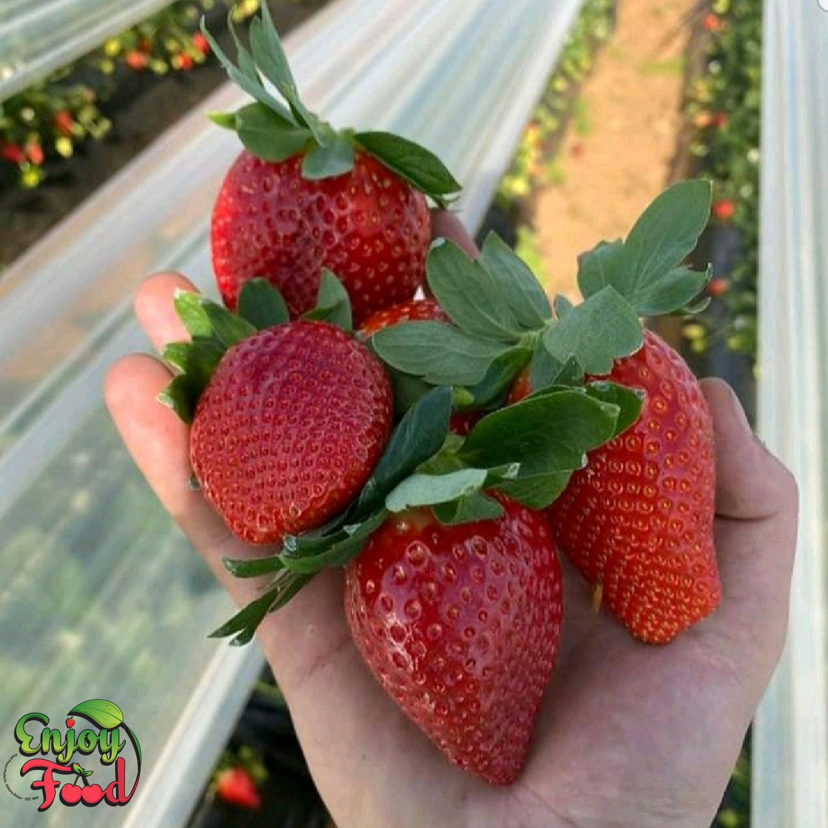 Whole Fresh Strawberry