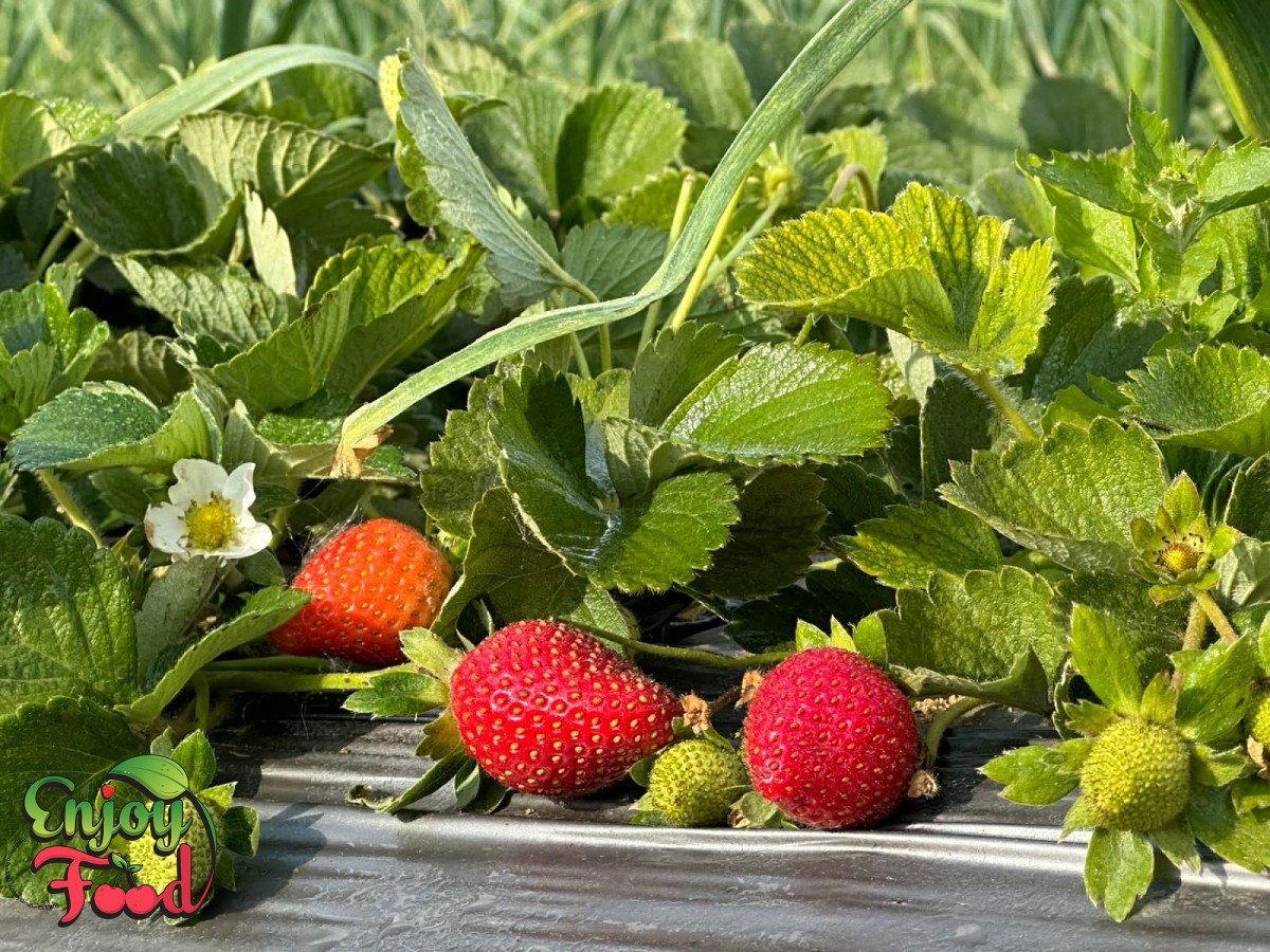 Whole Fresh Strawberry