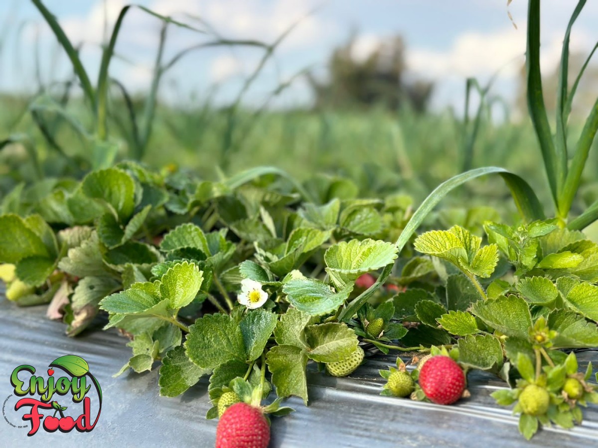Whole Fresh Strawberry