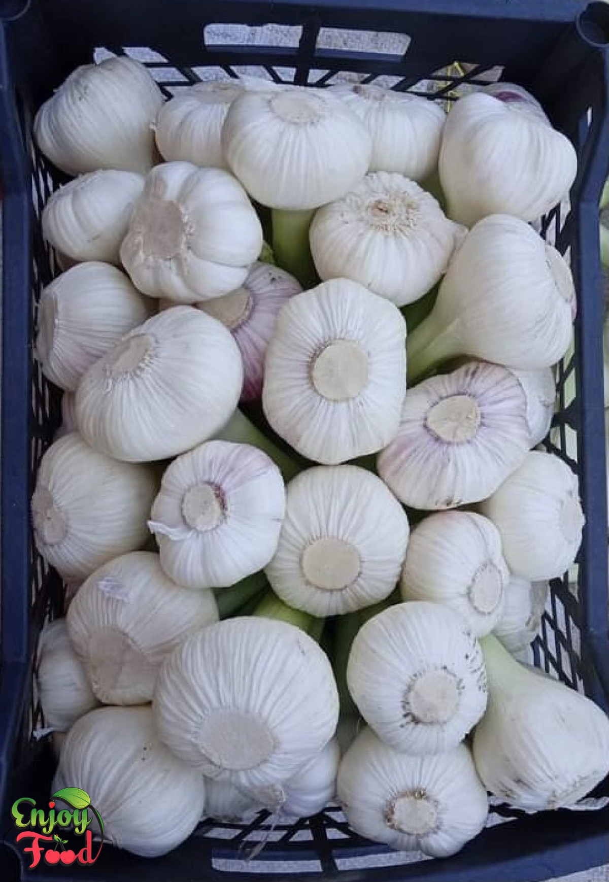 White & Red Fresh Garlic