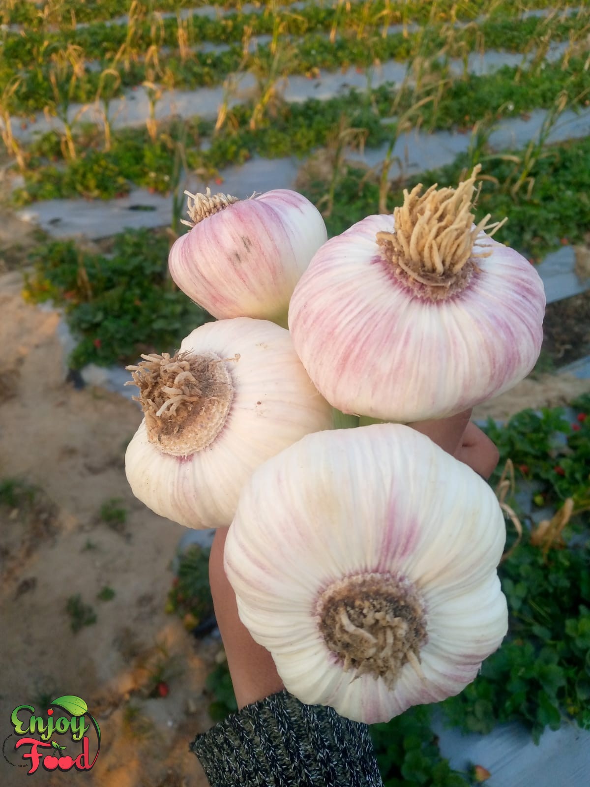 White & Red Fresh Garlic