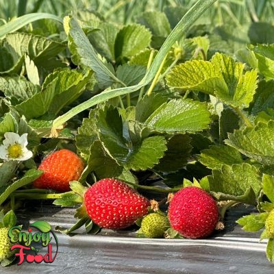 Whole Fresh Strawberry